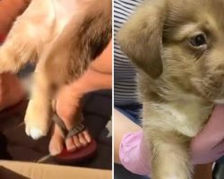 Little Puppy Found With A Hurt Leg After Falling Into A Trap