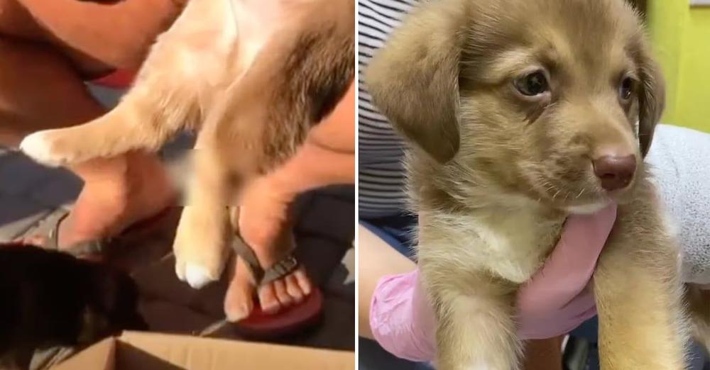 Little Puppy Found With A Hurt Leg After Falling Into A Trap