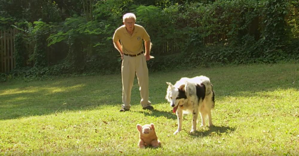 Meet Chaser The Border Collie, The Dog Who Has Learned 1,022 Words