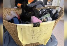 Senior shelter cat sits in “Free” basket, hoping someone will give him a home