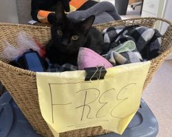 Senior shelter cat sits in “Free” basket, hoping someone will give him a home
