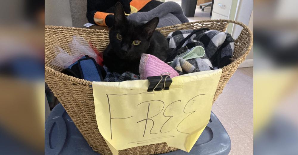 Senior shelter cat sits in “Free” basket, hoping someone will give him a home