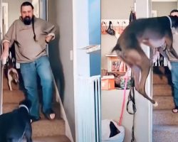 Large Great Dane Jumps For Joy When Dad Puts Pants On