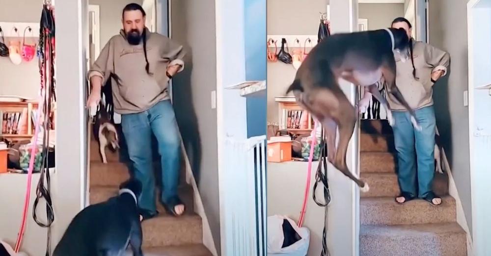 Large Great Dane Jumps For Joy When Dad Puts Pants On