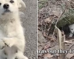 Mother Dog Blocks The Road And ‘Begs’ Food For Her Little Puppies
