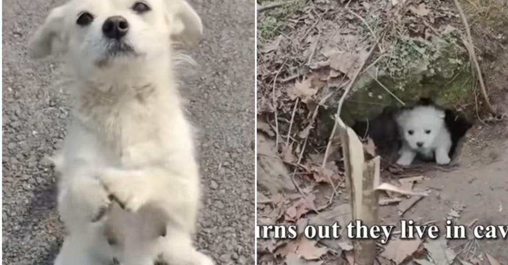 Mother Dog Blocks The Road And ‘Begs’ Food For Her Little Puppies