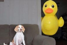 Dog Receives 100 Of His Favorite Toy, But They Don’t Compare To The Big Version That Shows Up