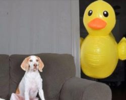 Dog Receives 100 Of His Favorite Toy, But They Don’t Compare To The Big Version That Shows Up
