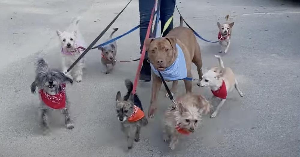 Rescued Pit Bull Happily Joins Pack Of Small Dogs