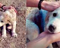 Traveling Couple Finds Puppy On A Mountain Covered In Blue Spray Paint