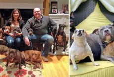 Couple Keeps Rescuing Senior Dogs Everyone Else Gave Up On