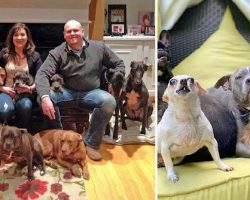 Couple Keeps Rescuing Senior Dogs Everyone Else Gave Up On