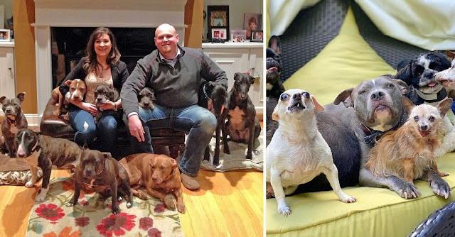 Couple Keeps Rescuing Senior Dogs Everyone Else Gave Up On