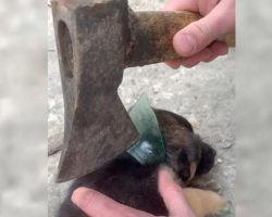 Small Puppy Gets His Head Stuck In A Glass Jar, Wiggles & Shimmies To No Avail