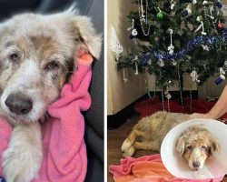 Dog Missing For 7 Years Reunites With Family After She Is Found In Hotel Room