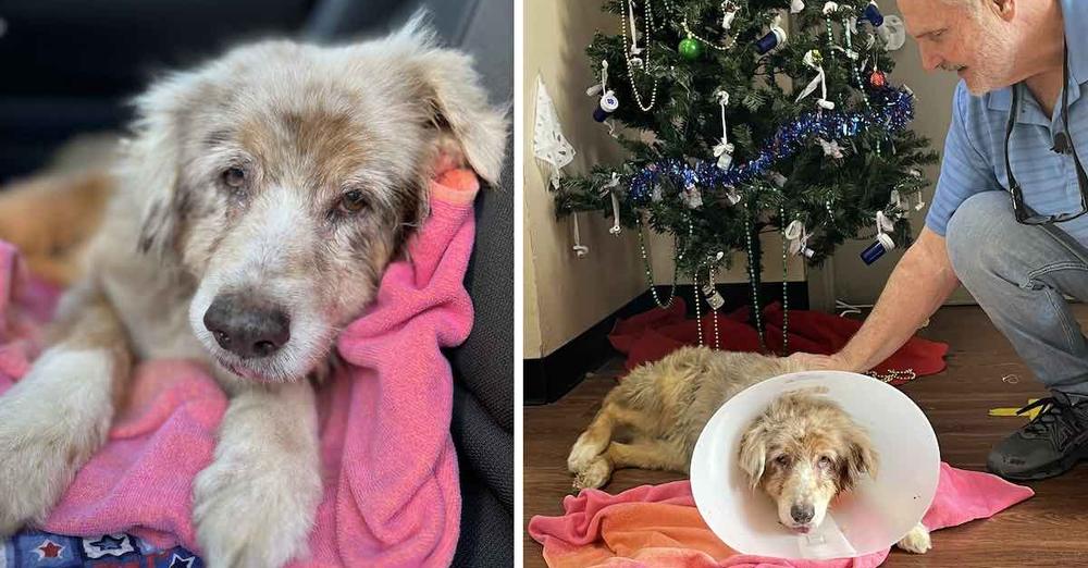 Dog Missing For 7 Years Reunites With Family After She Is Found In Hotel Room