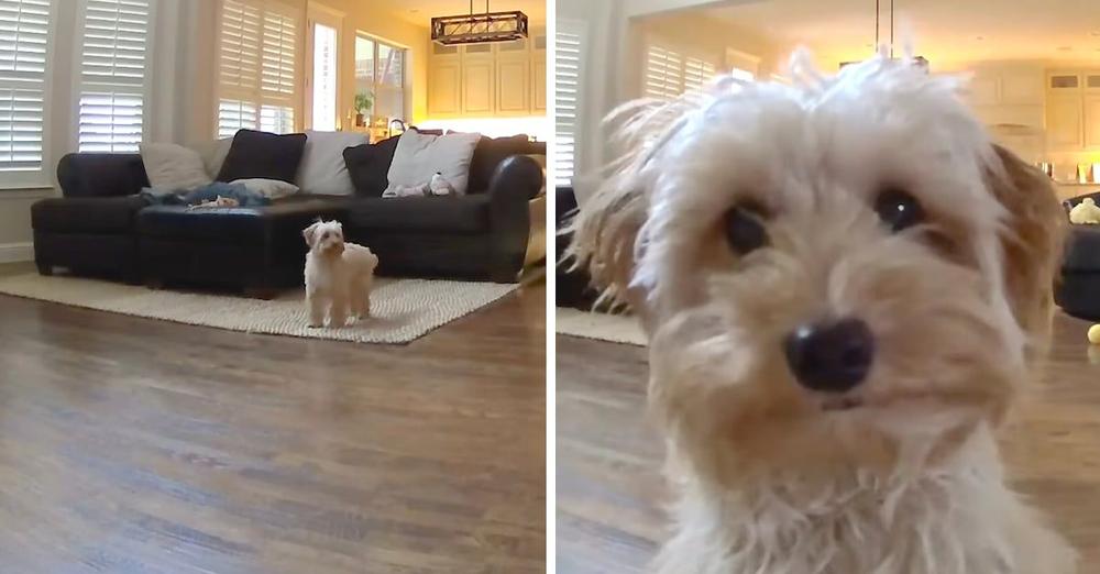 Dog Left Home Alone Finds Where She’s Being Watched From