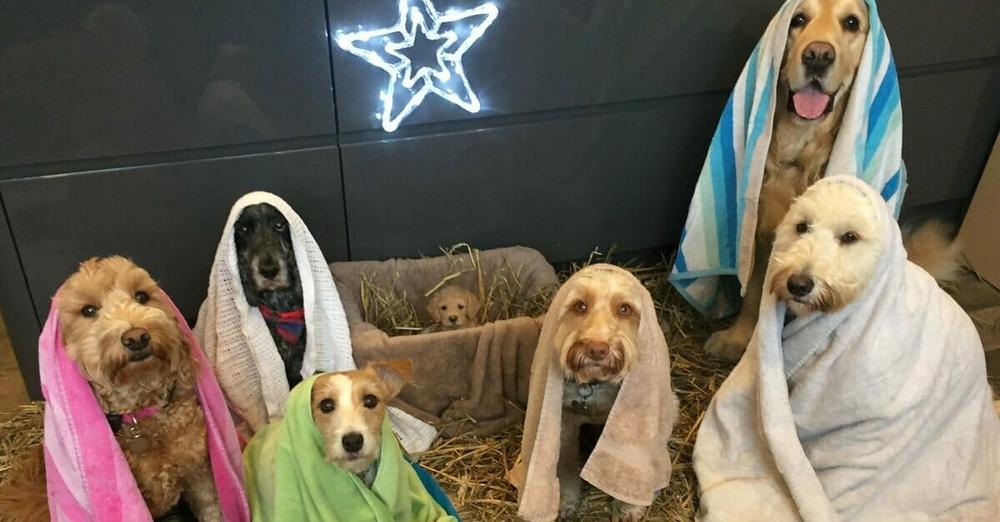 Dogs get together to pose for Christmas’ cutest Nativity scene