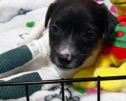 “Trooper” puppy looking for a home after getting kicked by horse, breaking legs