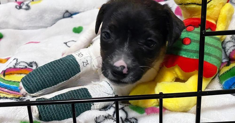 “Trooper” puppy looking for a home after getting kicked by horse, breaking legs