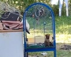 Neighbors Hear Puppy Crying Next Door, Find One Kept Outside In A Birdcage