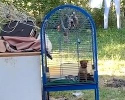 Neighbors Hear Puppy Crying Next Door, Find One Kept Outside In A Birdcage