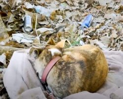 Little Dog Sat Shaking In A Ditch Surrounded By Trash With Only A Blanket