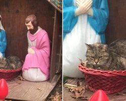 Grumpy Cat In A Manger Makes Photographer Laugh, Spreads Holiday Joy