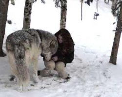 Giant Wolf Cuddles With His Favorite Person