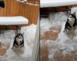 Snow-Loving Dog Won’t Budge As Grandpa Tries Shoveling It All Away