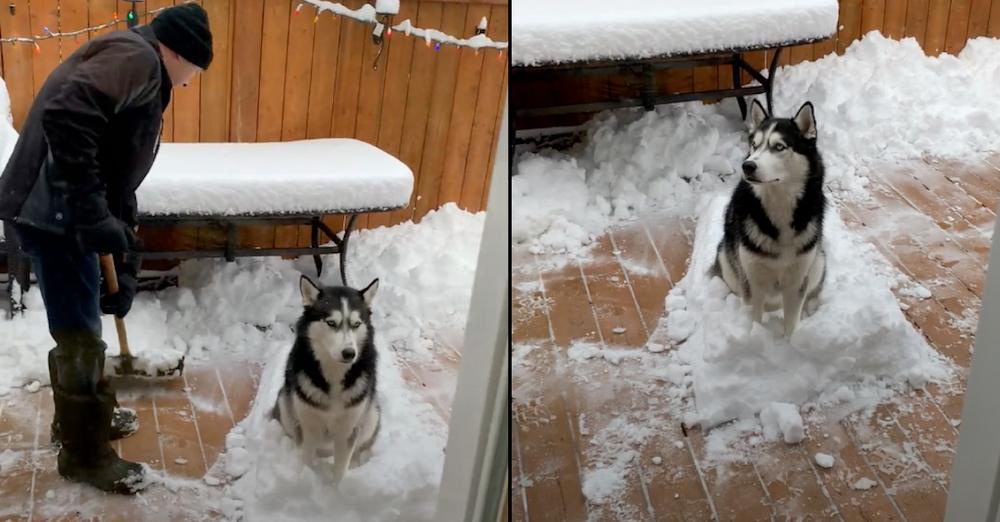 Snow-Loving Dog Won’t Budge As Grandpa Tries Shoveling It All Away