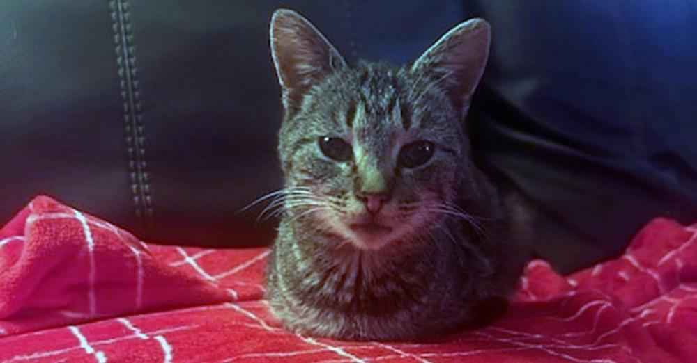 Stray cat found at airport gets adopted by police officer, named “Spirit”