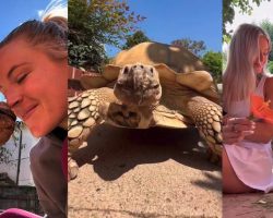 Woman has lifelong friendship with her 22-year-old childhood pet tortoise — now they are viral stars