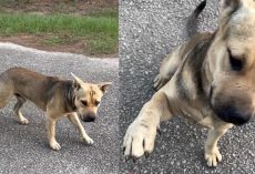 Stray dog waits outside animal sanctuary — sticks out his paw to ask for help