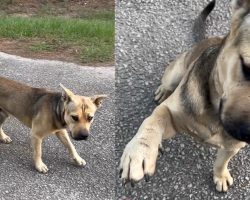 Stray dog waits outside animal sanctuary — sticks out his paw to ask for help