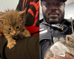 Police officer finds four-week-old kitten in dumpster — makes “heartwarming decision” to change the cat’s life