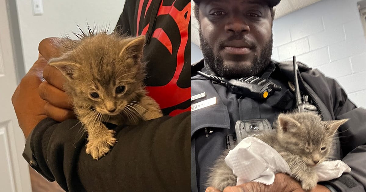 Police officer finds four-week-old kitten in dumpster — makes “heartwarming decision” to change the cat’s life