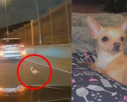Drivers stop their cars, team up to rescue Chihuahua from expressway