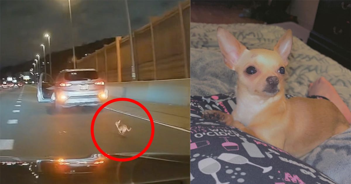 Drivers stop their cars, team up to rescue Chihuahua from expressway