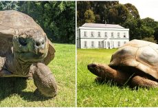 Jonathan, oldest-ever tortoise and oldest living land mammal, turns 191 — happy birthday