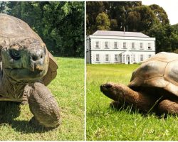 Jonathan, oldest-ever tortoise and oldest living land mammal, turns 191 — happy birthday