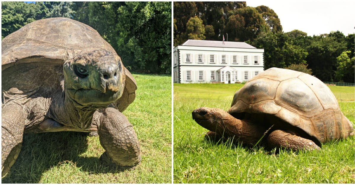 Jonathan, oldest-ever tortoise and oldest living land mammal, turns 191 — happy birthday