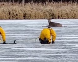 Firefighters crawl across thin ice to rescue trapped deer