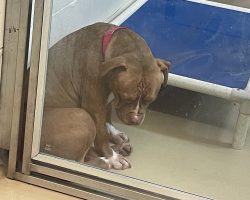 Heartbreaking photo shows shelter pit bull “losing hope” after adoptions fall through — still looking for a home
