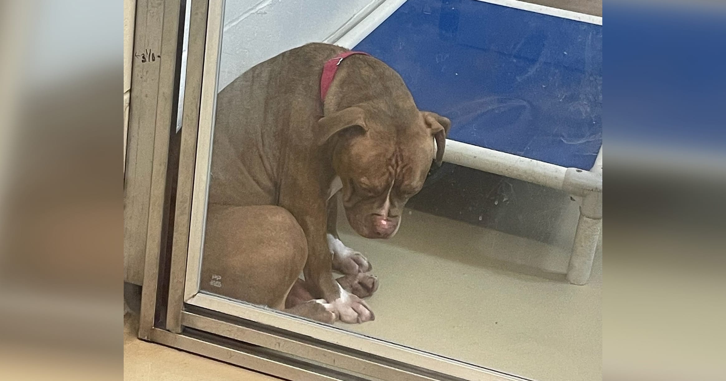 Heartbreaking photo shows shelter pit bull “losing hope” after adoptions fall through — still looking for a home