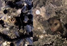 Woman is shocked after finding possum hiding in her Christmas tree