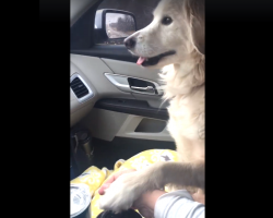 Shelter Dog Insists On Holding Rescuer’s Hand During Car Ride Home