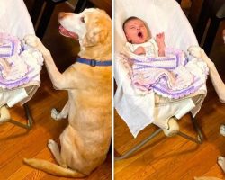 Loving Dog Rocks Baby to Sleep While Singing a Lullaby