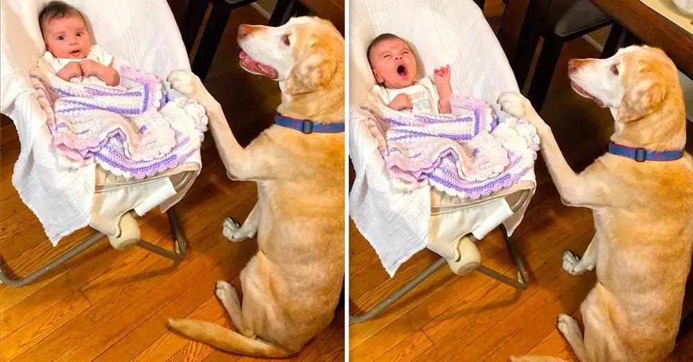 Loving Dog Rocks Baby to Sleep While Singing a Lullaby