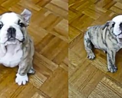 Chubby Bulldog Puppy Argues With Owner Emitting Strange Barks